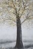 Particolare di Quadro 80x120 albero sprazzi e toni grigi  40962
