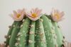 Particolare di Quadro cactus in tazza con fiori rosa 40x40 stampa su tela laccata  43773