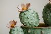Particolare di Quadro cactus sferico in mug verde 40x40 stampa su tela laccata  43774
