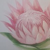 Particolare Quadro 60X60cm fiore di cactus verde rosa obliquo