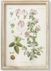 Quadretto E stampa erbe con cornice legno chiaro e vetro frontale 24x34,5 41120 COLORI E LUCI