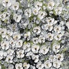 Particolare di Quadro mazzo di fiori bianchi con foglie verdi in vaso sfumature grigie 60x90  42374