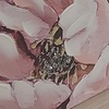 Quadro orizzontale verticale con fiori rosa e bianchi con foglie verdi 120x60cm  43443 Foto 5