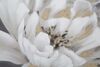 Ulteriore dettaglio di Quadro 80x100 grande fiore bianco con sfondo grigio  40277