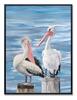 Quadro molo con pellicani appollaiati 53x73 cornice nera  42582