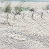 Ulteriore dettaglio di Quadro dipinto su tela spiaggia con cespugli e mare 90x30  42367