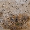Particolare di Quadro spiaggia con cespugli e barche a vela sul mare in lontananza  42371