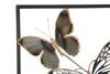 Fila di farfalle svolazzanti decorazione da parete bordo in ferro 31x90cm  40301 - foto 5
