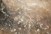 Ulteriore dettaglio di Quadro ulivo campagna pennellate di storia corteccia rugosa e chioma rigoglio