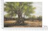 Quadro ulivo campagna pennellate di storia corteccia rugosa e chioma rigogliosa 120x80  43393 - foto 5