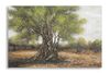 Quadro ulivo campagna pennellate di storia corteccia rugosa e chioma rigogliosa 120x80  43393