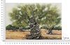Quadro paesaggio natura senza tempo ulivo eterno 120x80  43391 - foto 5