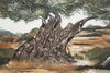 Immagine aggiuntiva di Quadro lungo orizzontale ulivo magia mediterranea rurale 120x80  43392