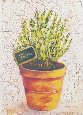 Quadretto con erbe aromatiche Timo 12,5x18 39850 COLORI E LUCI