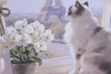 Particolare di Quadro micio alla finestra con vista su Parigi 62x62 con cornice  45727