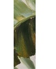 Dettaglio Quadro 30x90 piante di palma foglie verdi